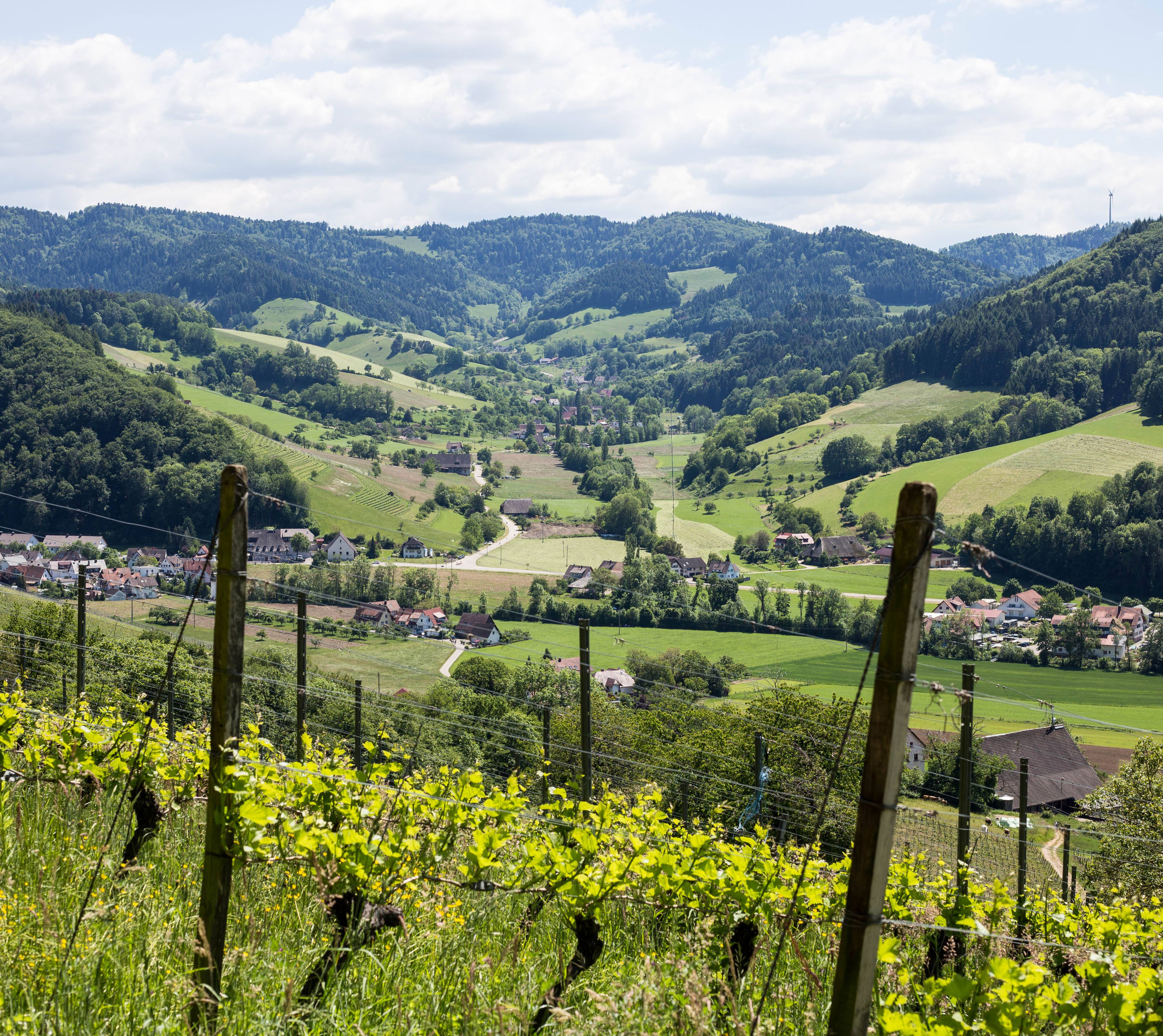 Schwarzwaldlandschaft im Glottertal rund um das Boutiquehotel Schlossmühle
